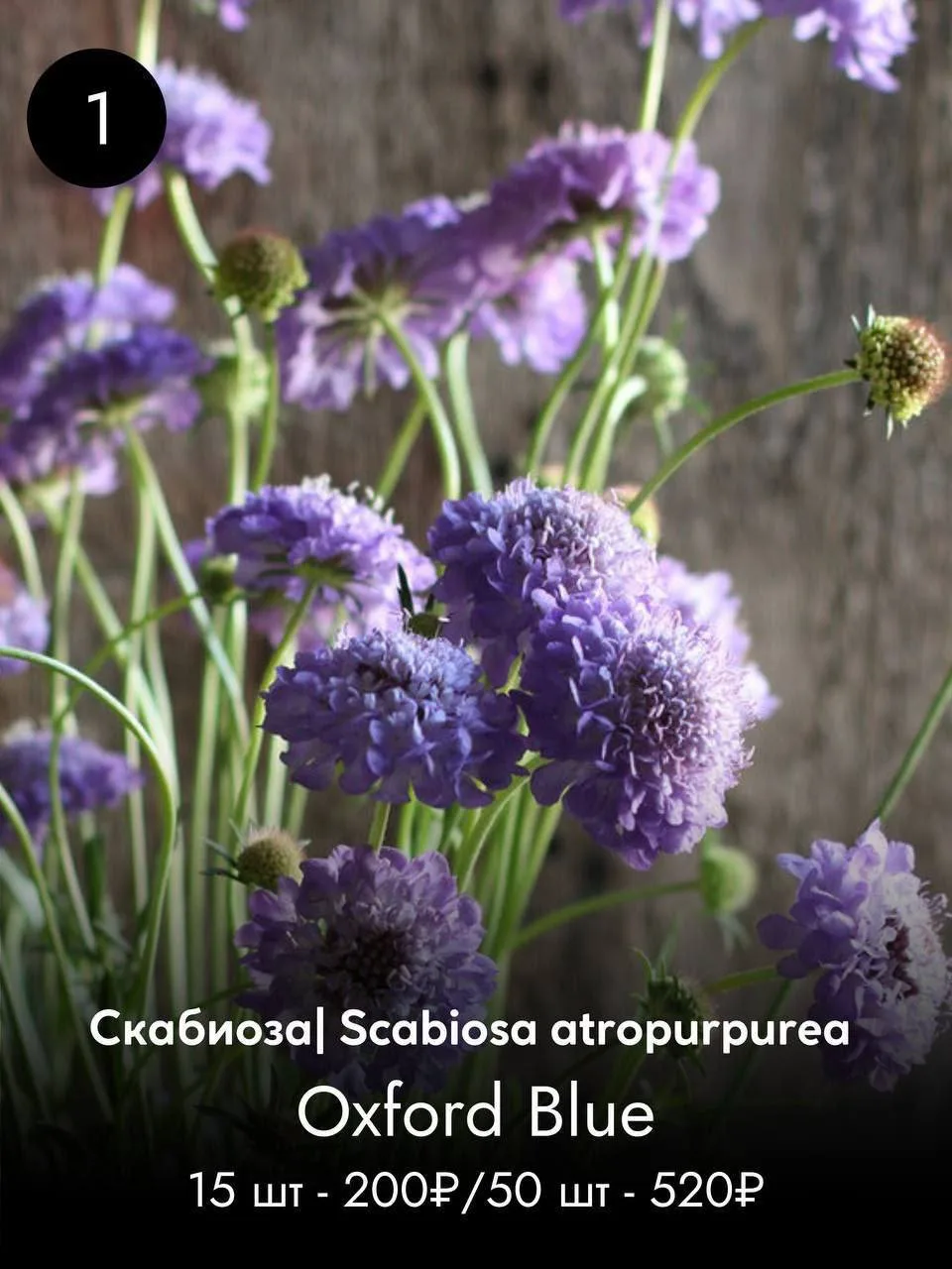 СКАБИОЗА
О/от 60 см

цена указана без учета скидки 20%

ЗАКАЗАТЬ