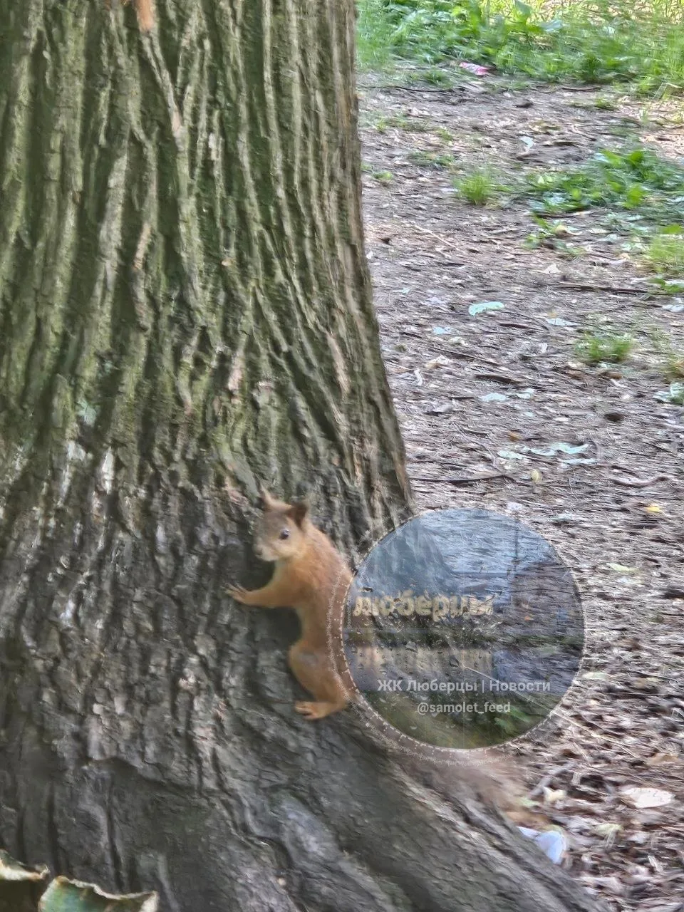 🐿 В Зенинском парке поймали белочку

____
Прислать новость


👉 Обсудить в чате

👉 Подписаться на 