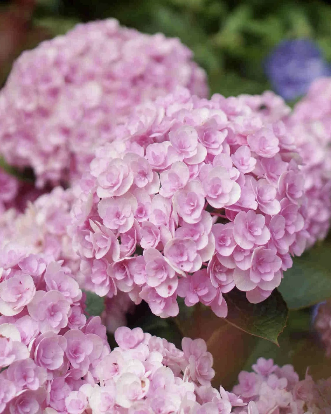 🌸 Гортензия Дабл Пинк Лав — махровое облако розового цвета  Крупнолистная гортензия Дабл Пинк Лав — 