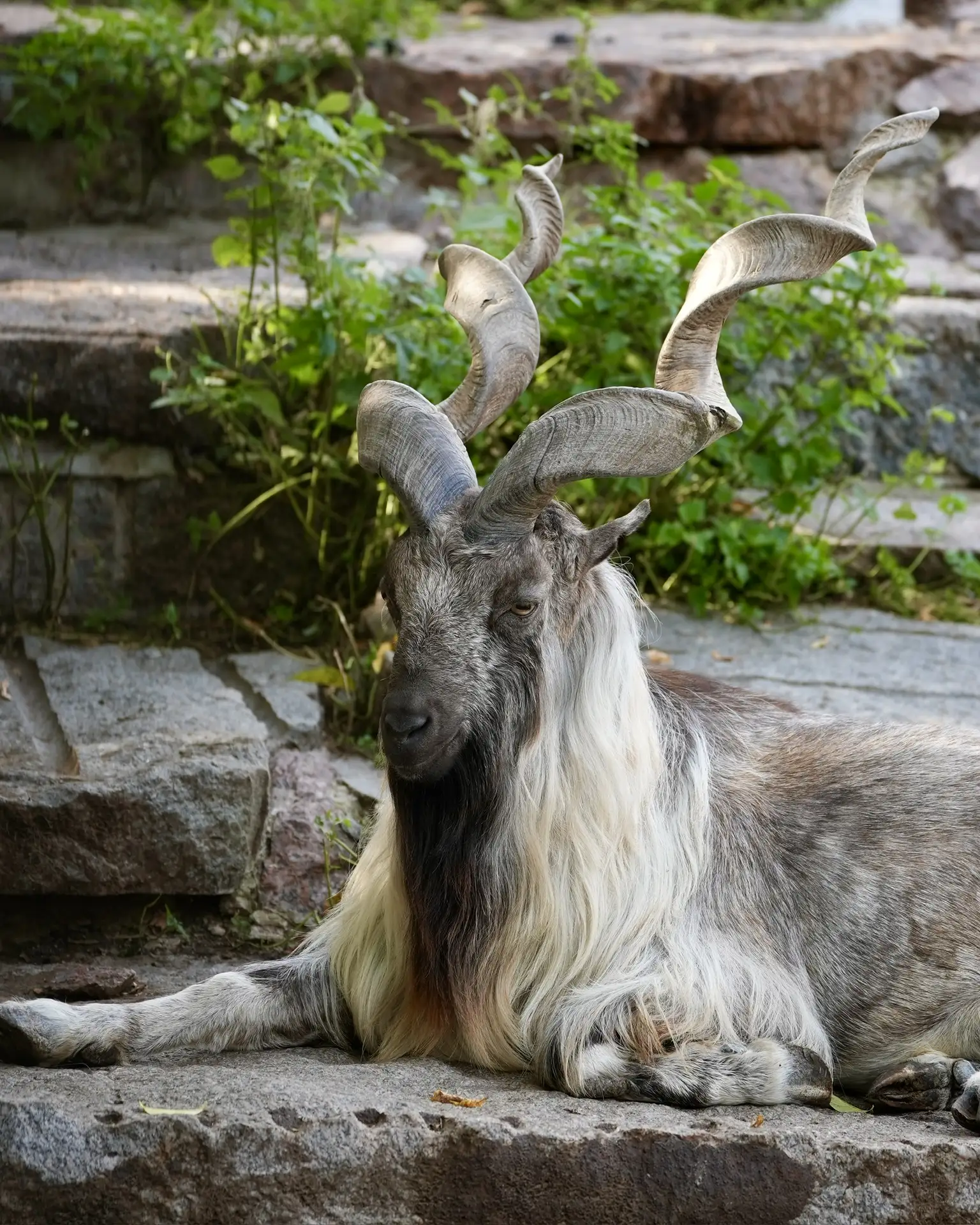 Ответ:  Это был глаз нашего винторогого козла! 🐐  Кто угадал? 😄  *** Главные новости от Мэра Москвы,
