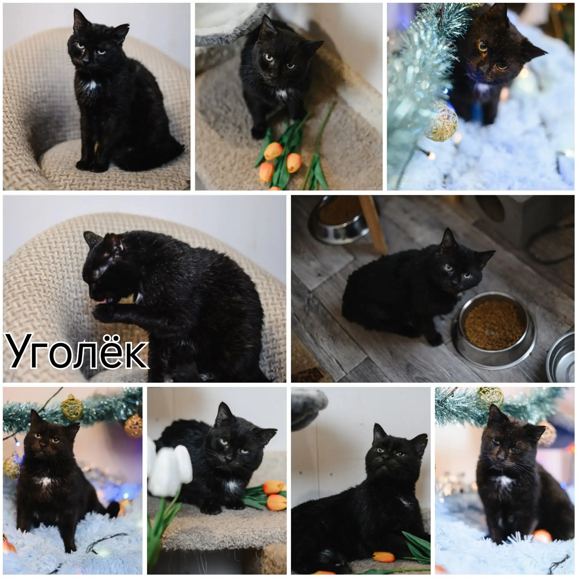 🏡🐈Ищем новый дом для кота Уголька!🐈🏡