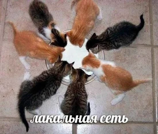ПЕРВЫЙ МЕМНЫЙ