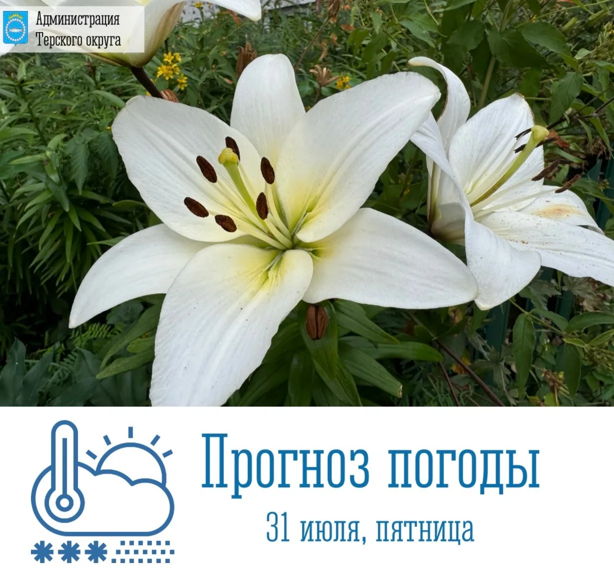 🌥 Доброе утро!

 🗓 Сегодня, 31 июля, в Терском округе и по Мурманской области ожидается облачная с