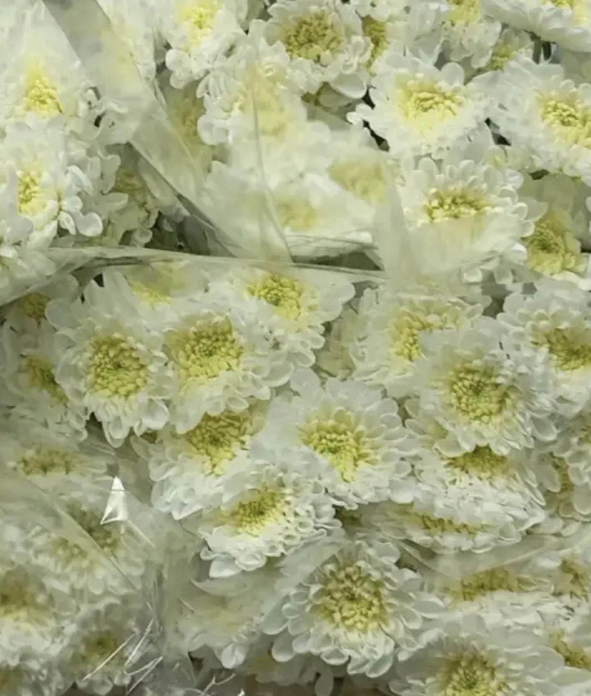 Поступление хризантемы кустовые