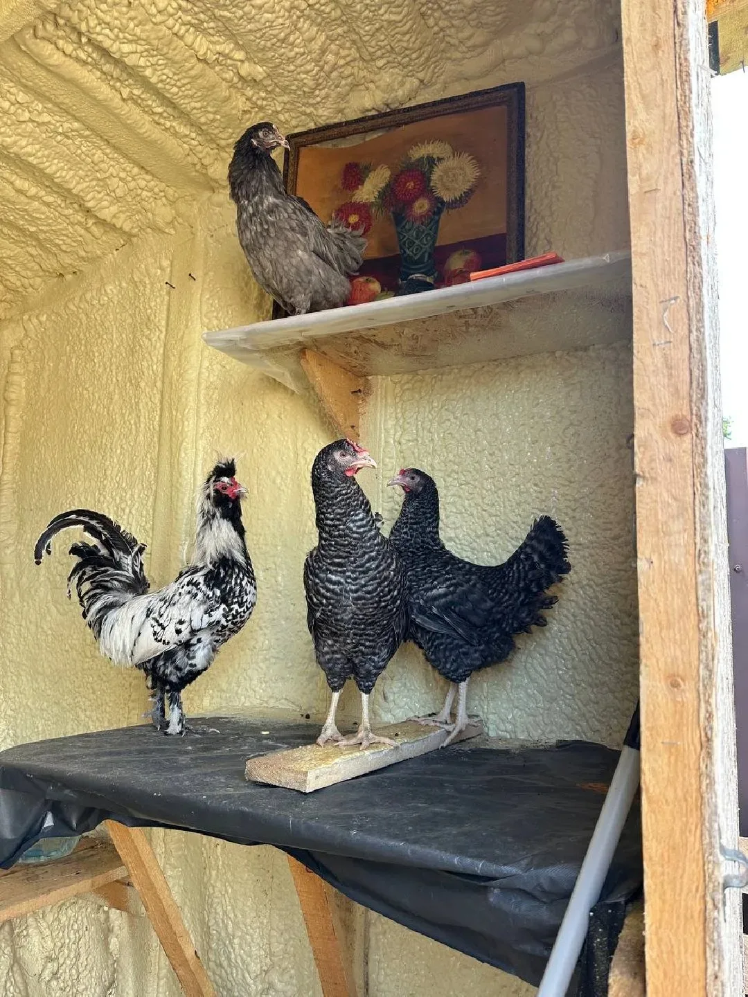 🐮🐓 Ферма и саженцы: молодое егорьевское фермерство создает пермокультурное хозяйство!

Егорьевском