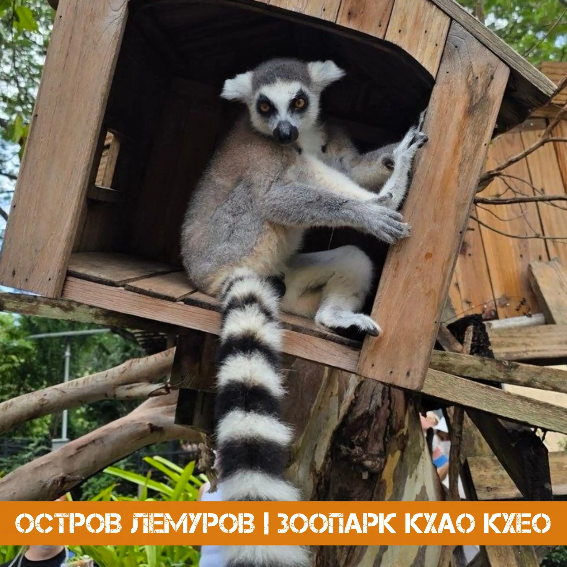 Остров лемуров