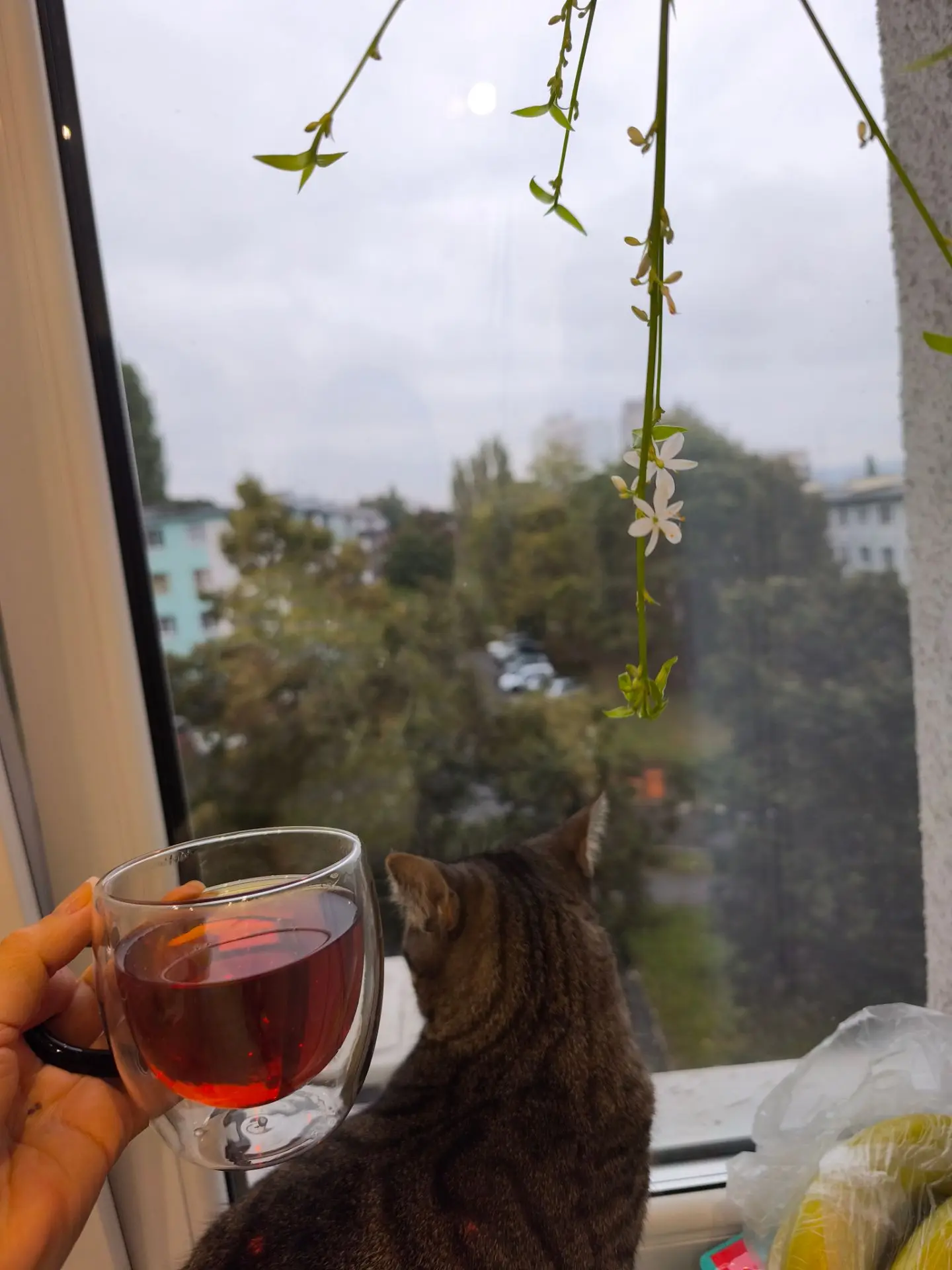 Доела я мармеладки, вкусно и полезно,не приторные 👍🤩