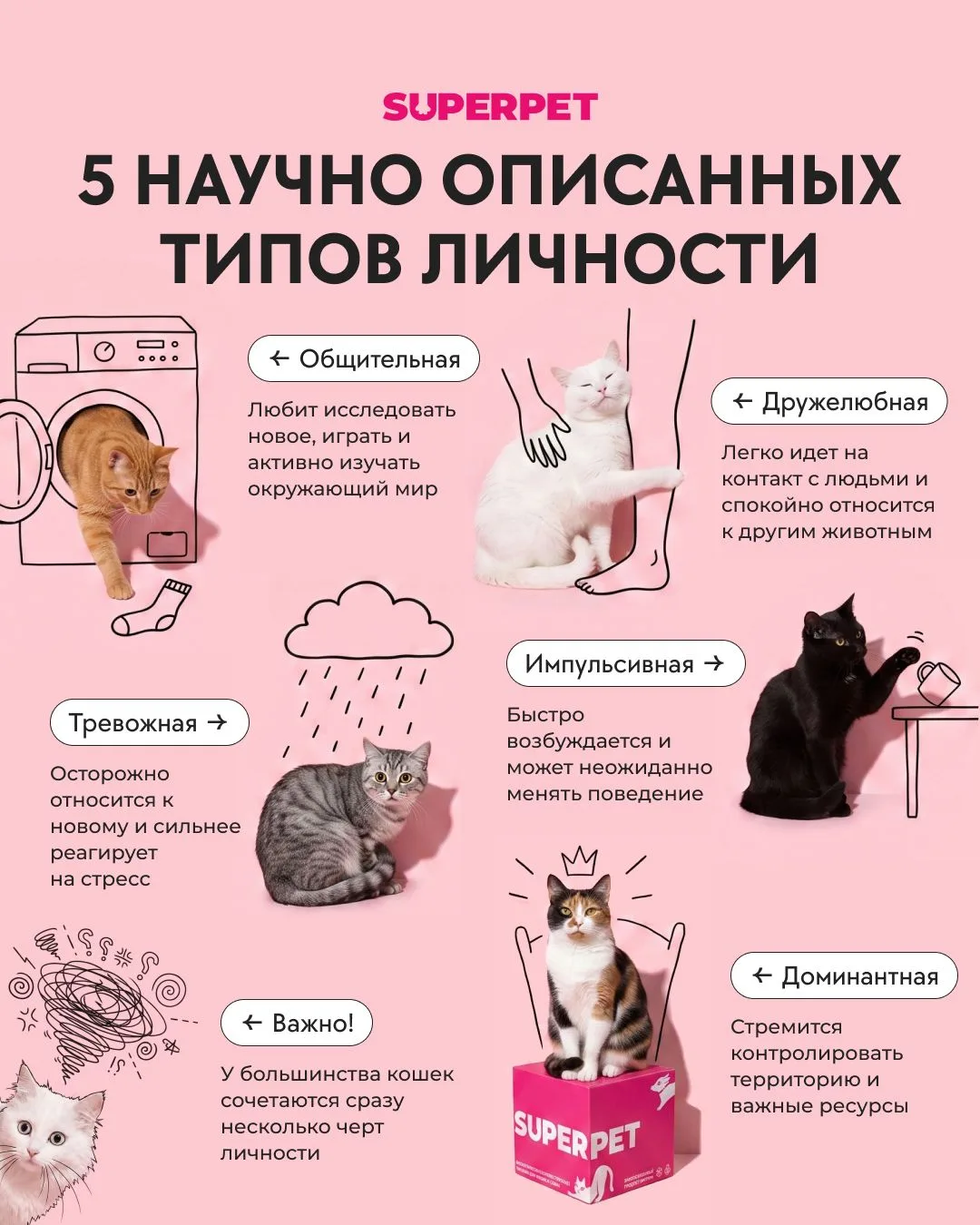 5 научно описанных типов личности кошек