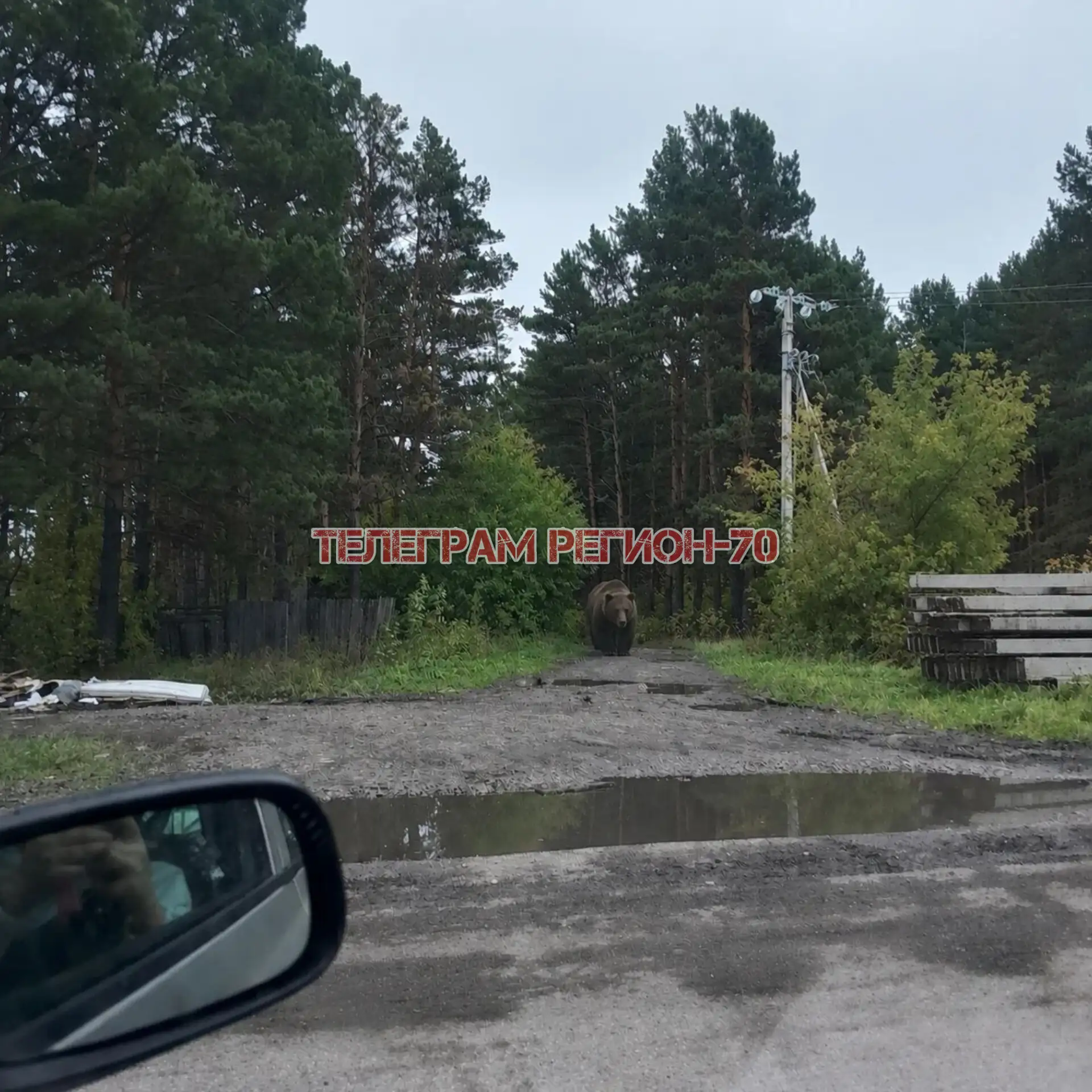 🐻 В Асиновском районе заметили медведя: власти предупреждают жителей об опасности