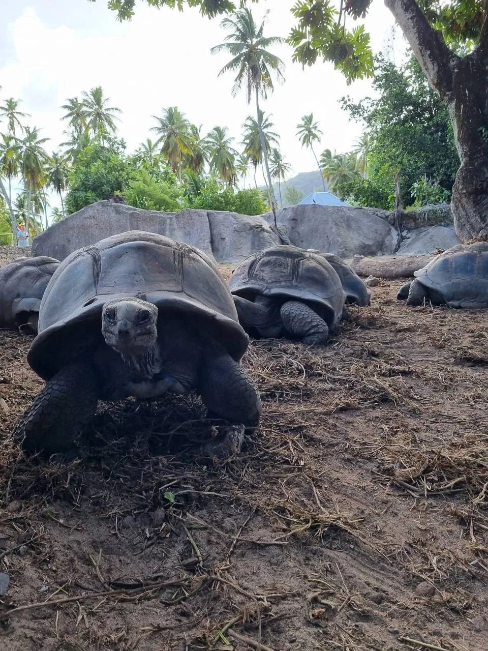 ЛОВИМ УДАЧУ И ЛЕТИМ НА СЕЙШЕЛЫ В АПРЕЛЕ🐢🐢🐢
