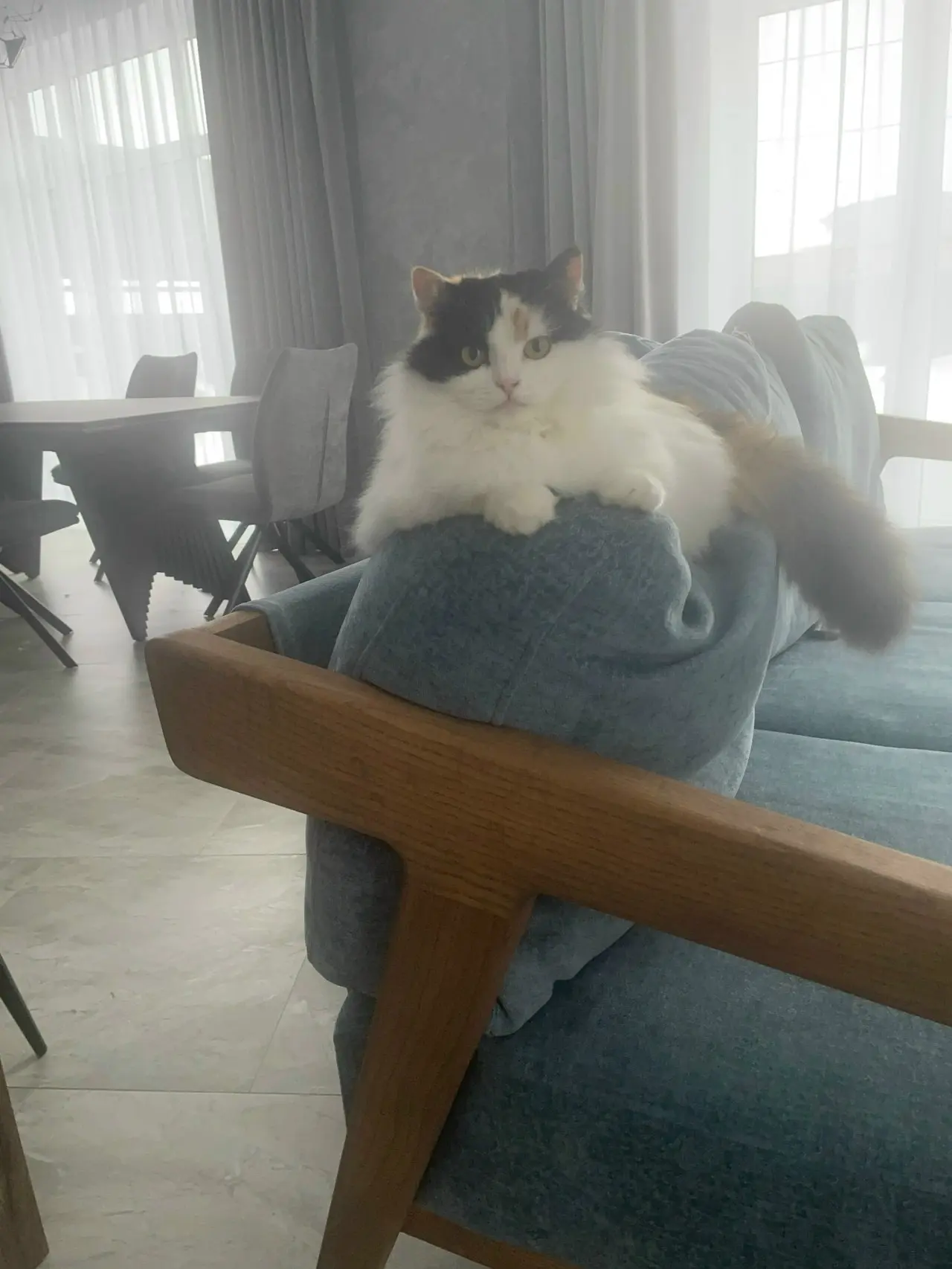 Пропала кошка! Ушла гулять 18 августа и не вернулась наша Шуня, с. Новобессергеневка, у...