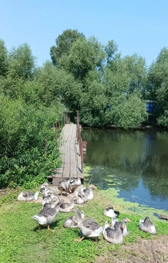 Доброе утречко! 🙌
Пусть ваш день будет таким же спокойным и безмятежным, как эта тихая речушка Чере