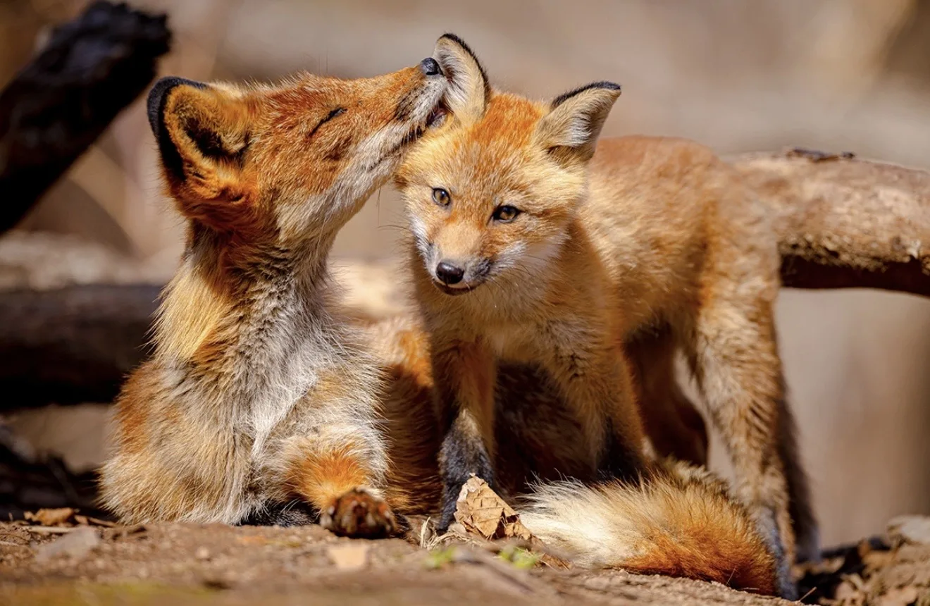 🦊Во Владивостоке на Русском острове удалось запечатлеть лисье семейство  На острове Русский начала в