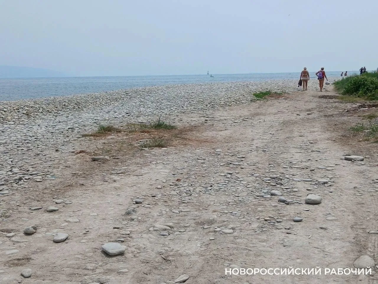 В Новороссийске выясняют причину гибели птиц на косе