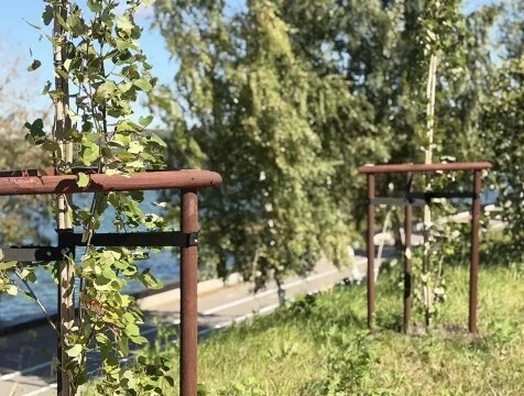 Еще 600 деревьев высадят в Калуге до конца осени