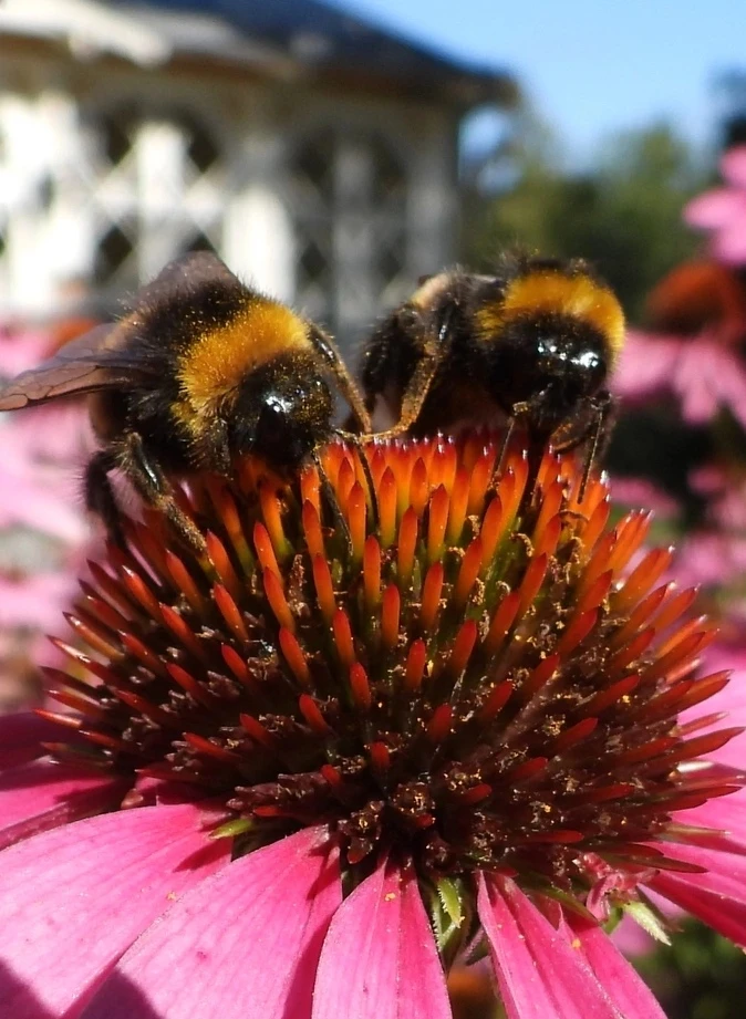 Напарники🐝🐝