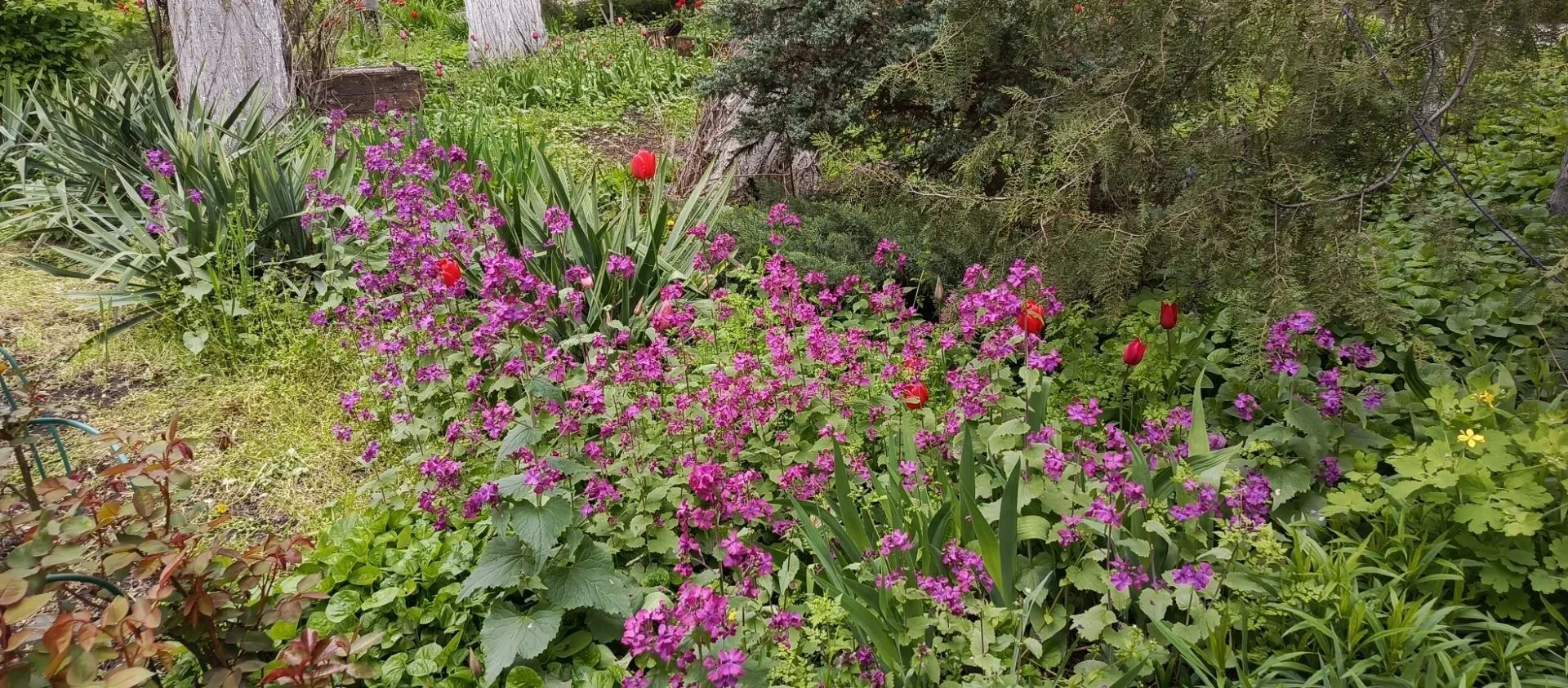 🌳 В ЮНЦ РАН провели благоустройство и озеленение сада в своем внутреннем дворе 

Во дворе здания ЮН