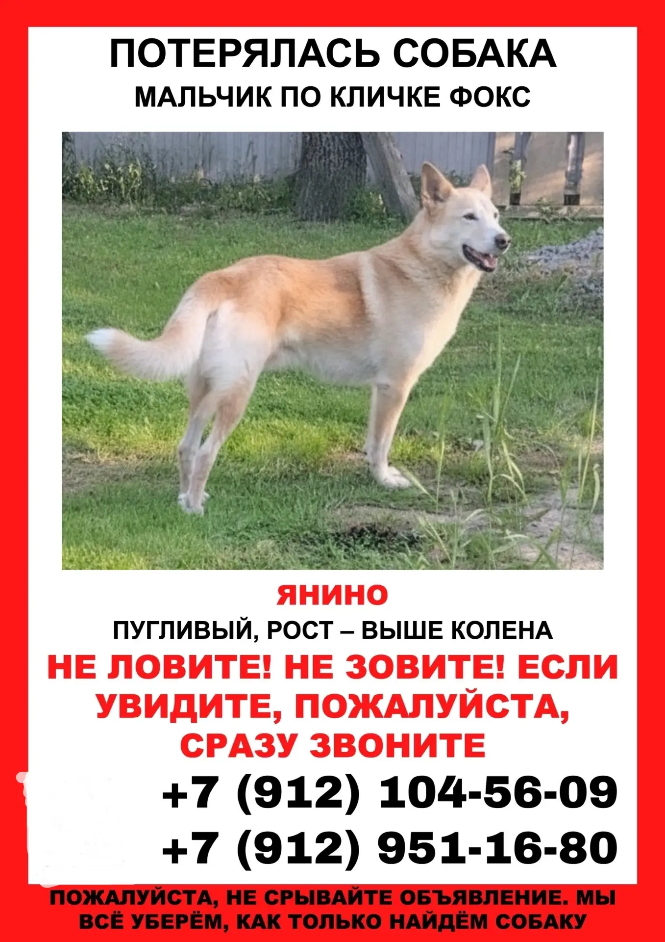 15.07 в Янино, испугавшись другой собаки, вывернулся из ошейника и потерялся кобель по кличке Фокс, 