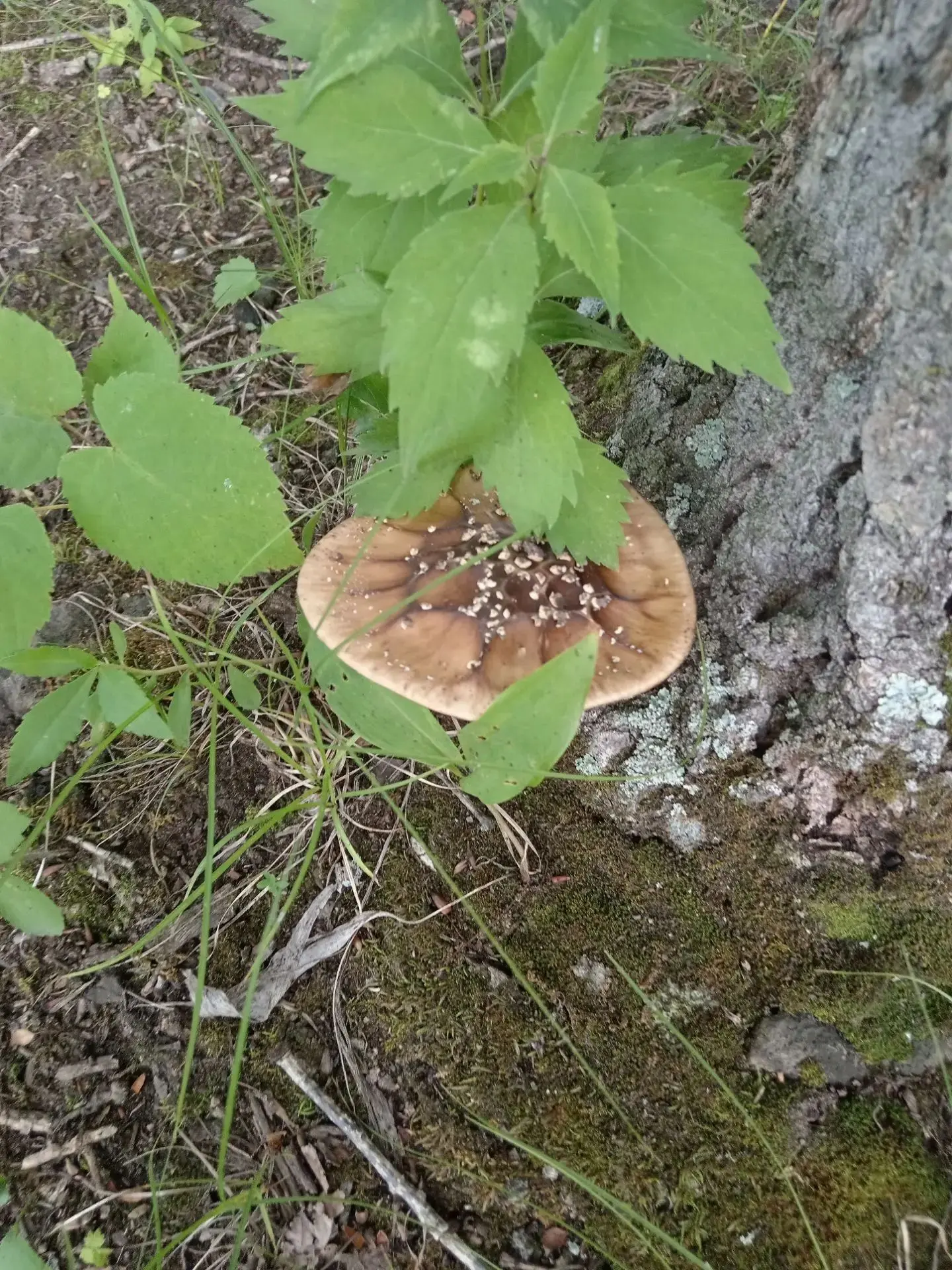 "Педагоги в отпуске»: 🍄Грибной уик-энд Шмаковой Анастасии Алексеевны.

Кто сказал, что для смены об