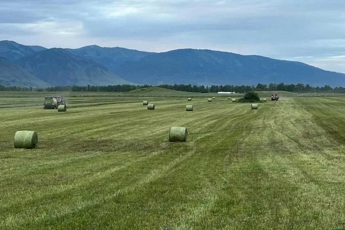 В Республике Алтай началась заготовка кормов