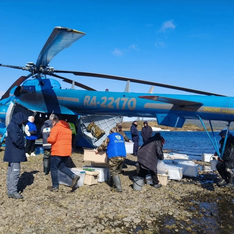 В озеро на Таймыре выпустили более 205 тысяч мальков нельмы 🐟