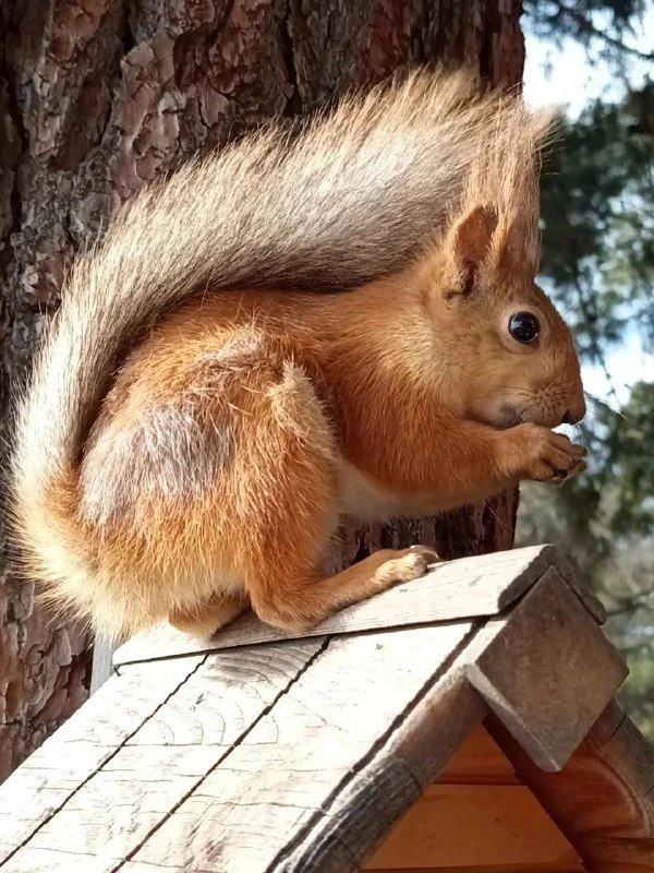 🐿 В Геленджике настоящие пушистые хозяева парков и скверов радуют прохожих своим присутствием. Пуст