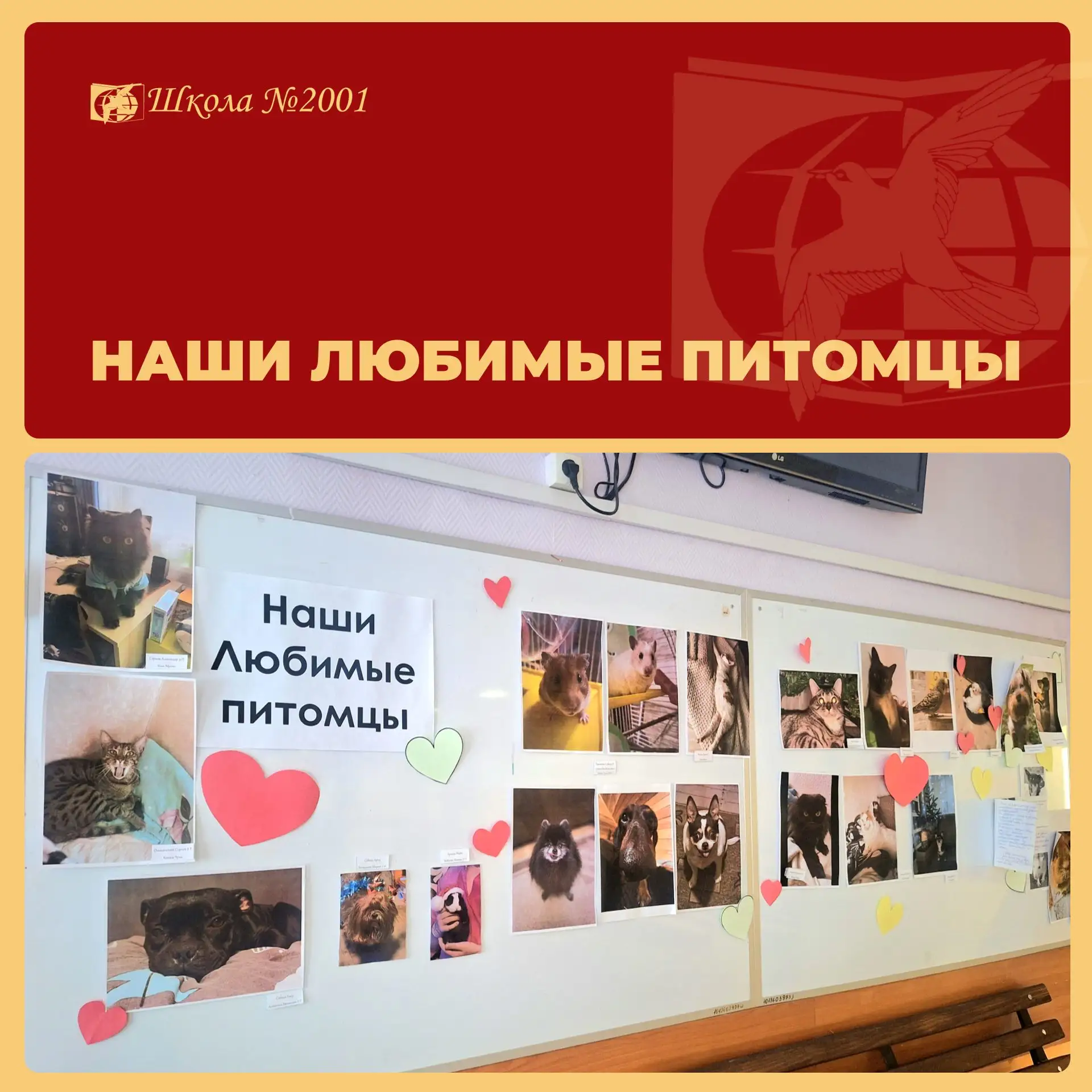 🐶😻 Пушистые, пернатые и хвостатые  У многих учеников школы №2001 дома живут настоящие маленькие друз