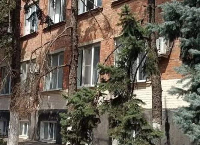 В Шахтах на территории лицея № 3 взамен старых елей посадят новые саженцы