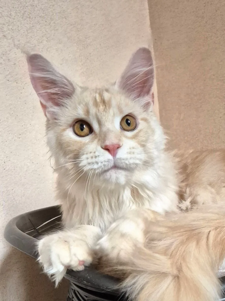 🐈 Улан, брат Урала, 6 месяцев
