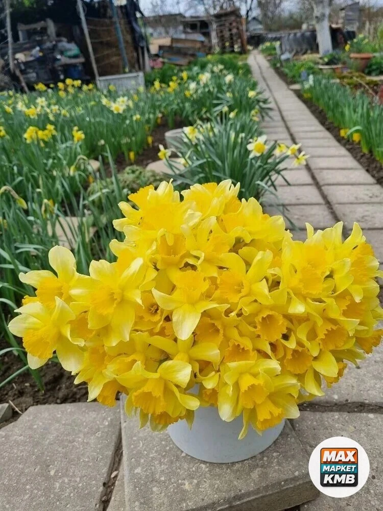 ✅ Луковицы нарцисса жёлтого, ранний сорт