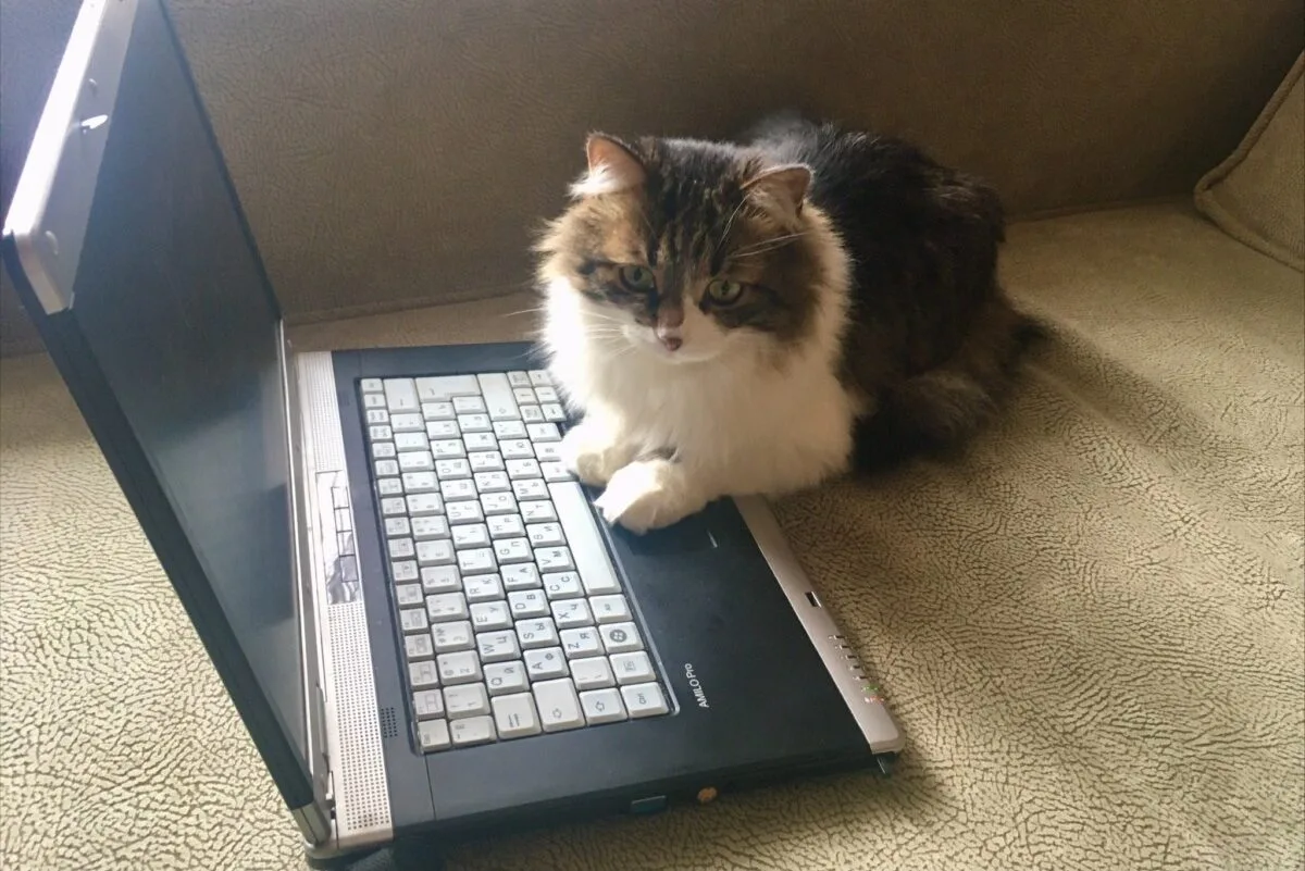 В смоленском УМВД перечислили шесть главных ошибок жертв мошенников