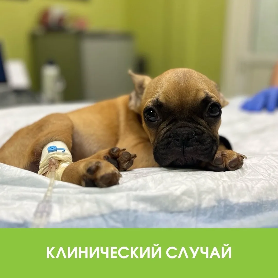 История о том, как прогулка во дворе едва не стоила жизни щенку французского бульдога. ...