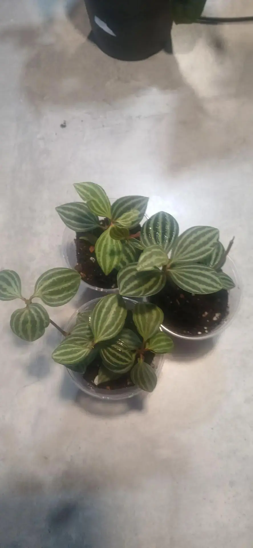 Пеперомия мутовчатая (Peperomia verticillata) — аккуратное растение с плотными, округлы...