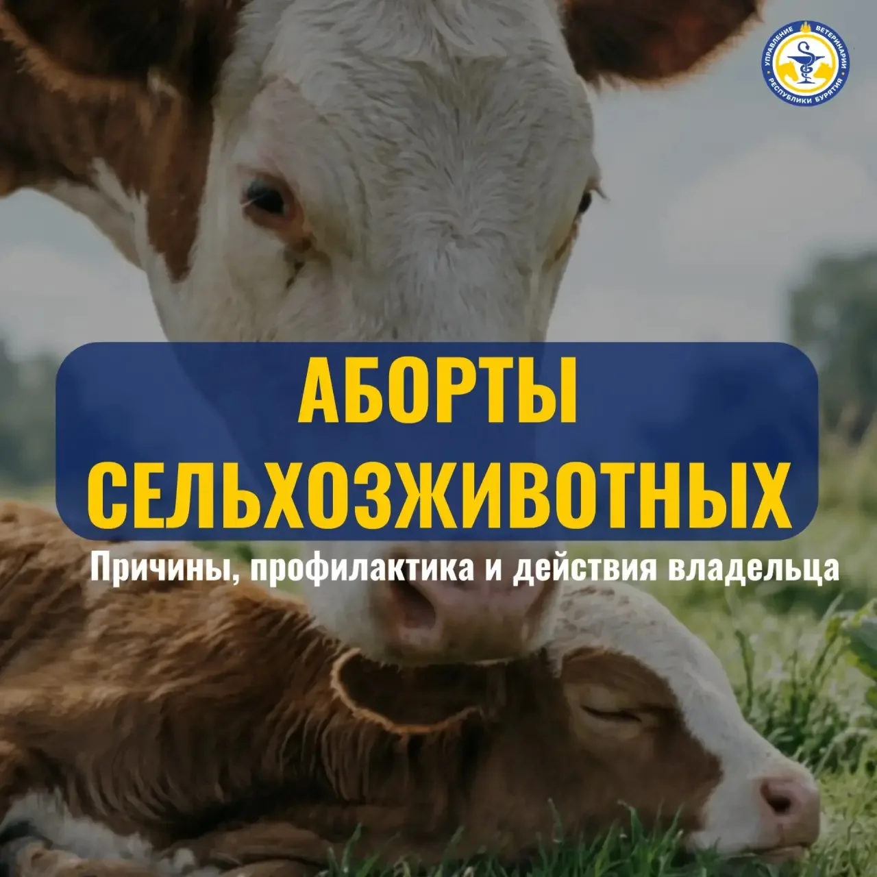 Аборты у сельхозживотных — одна из серьезных проблем в животноводстве
