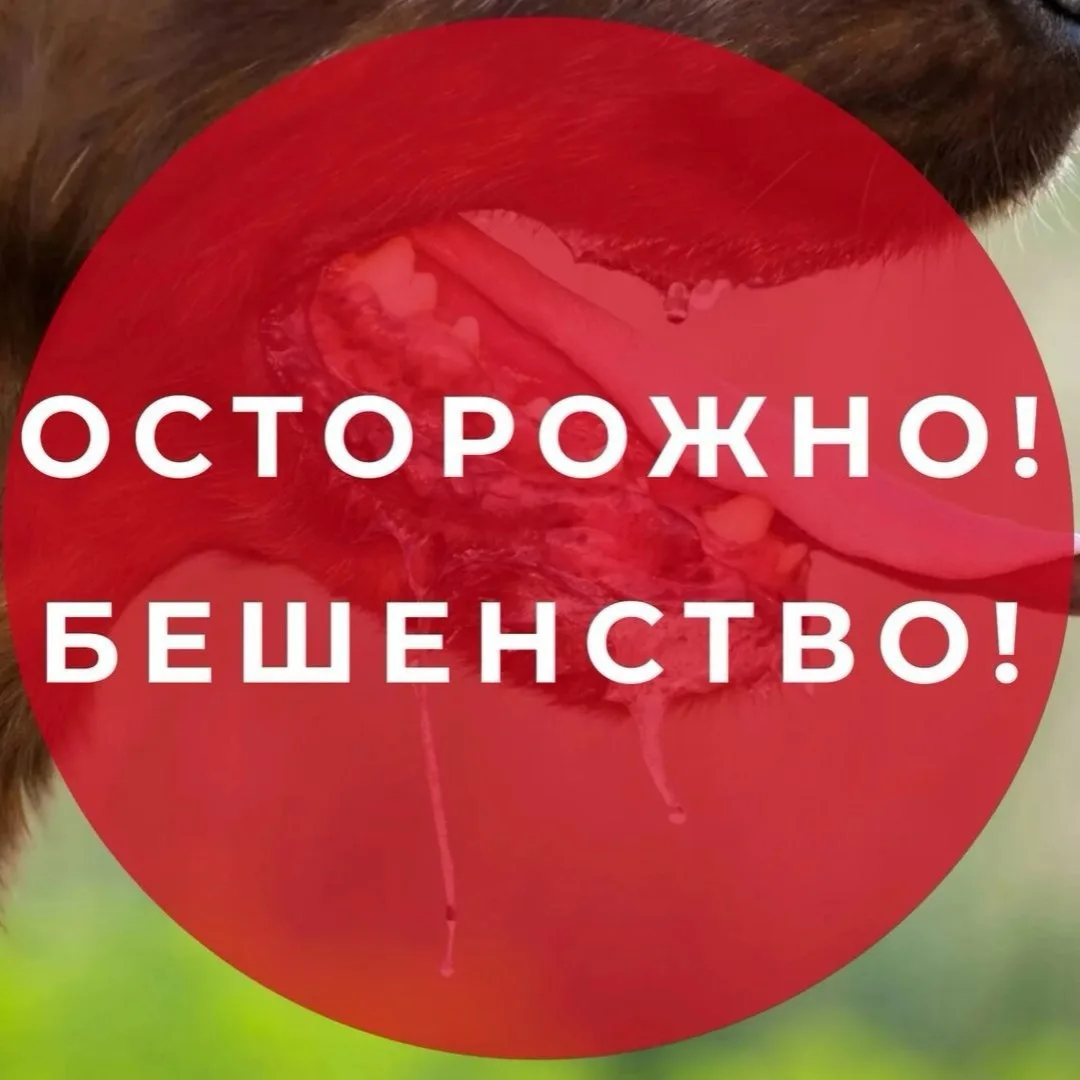 🔬Бешенство – острая вирусная болезнь животных и человека, характеризующаяся неврологич...