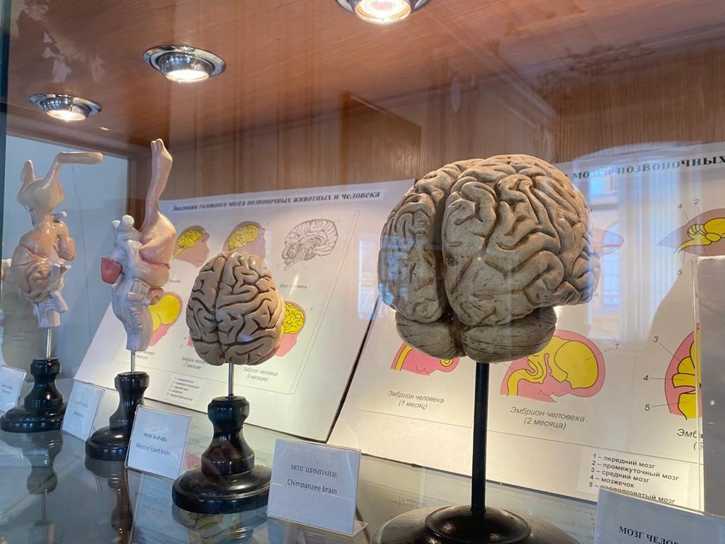 🧠 Неделя сохранения здоровья мозга стартовала в Петербурге. С 20 по 27 июля горожан жд...