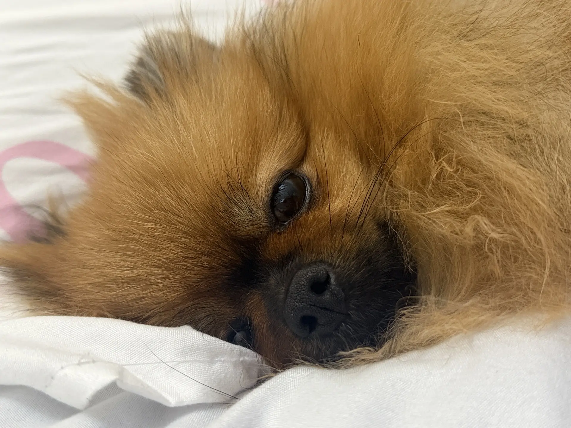 Требуется снова совет собачников🐶

У кого шпицы или просто маленькие стерилизованные собаки, каким 