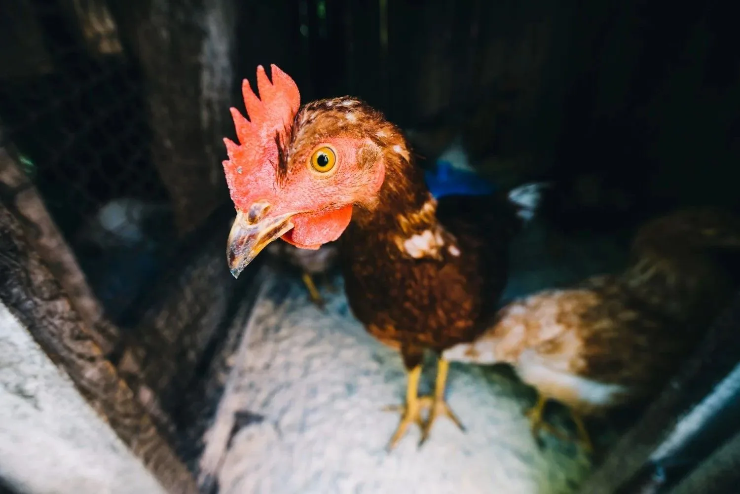 Об обязательной маркировке домашней птицы (более 10 голов) 🦆