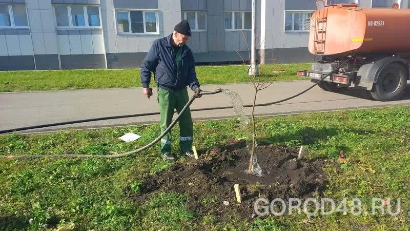 В Липецке сажают липы.