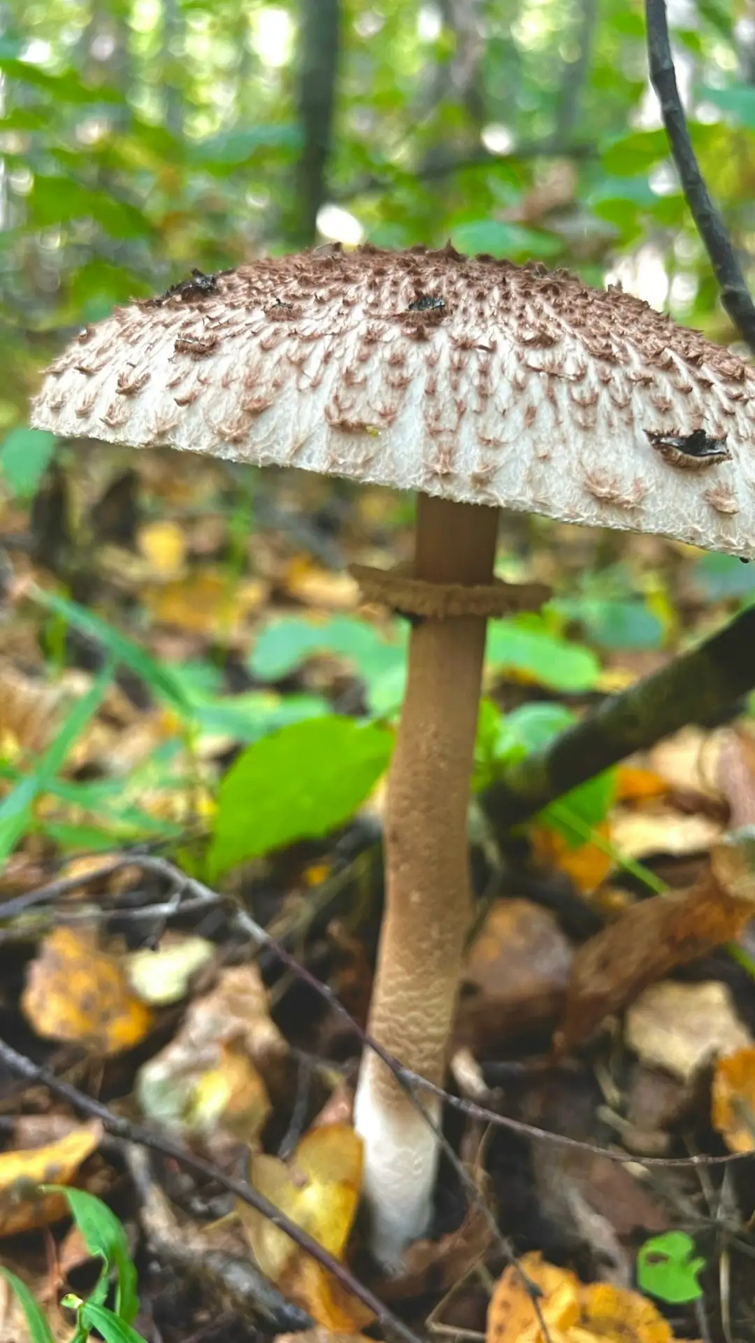 Ничего не взяла, но фото сделала 🌳 🍄‍🟫