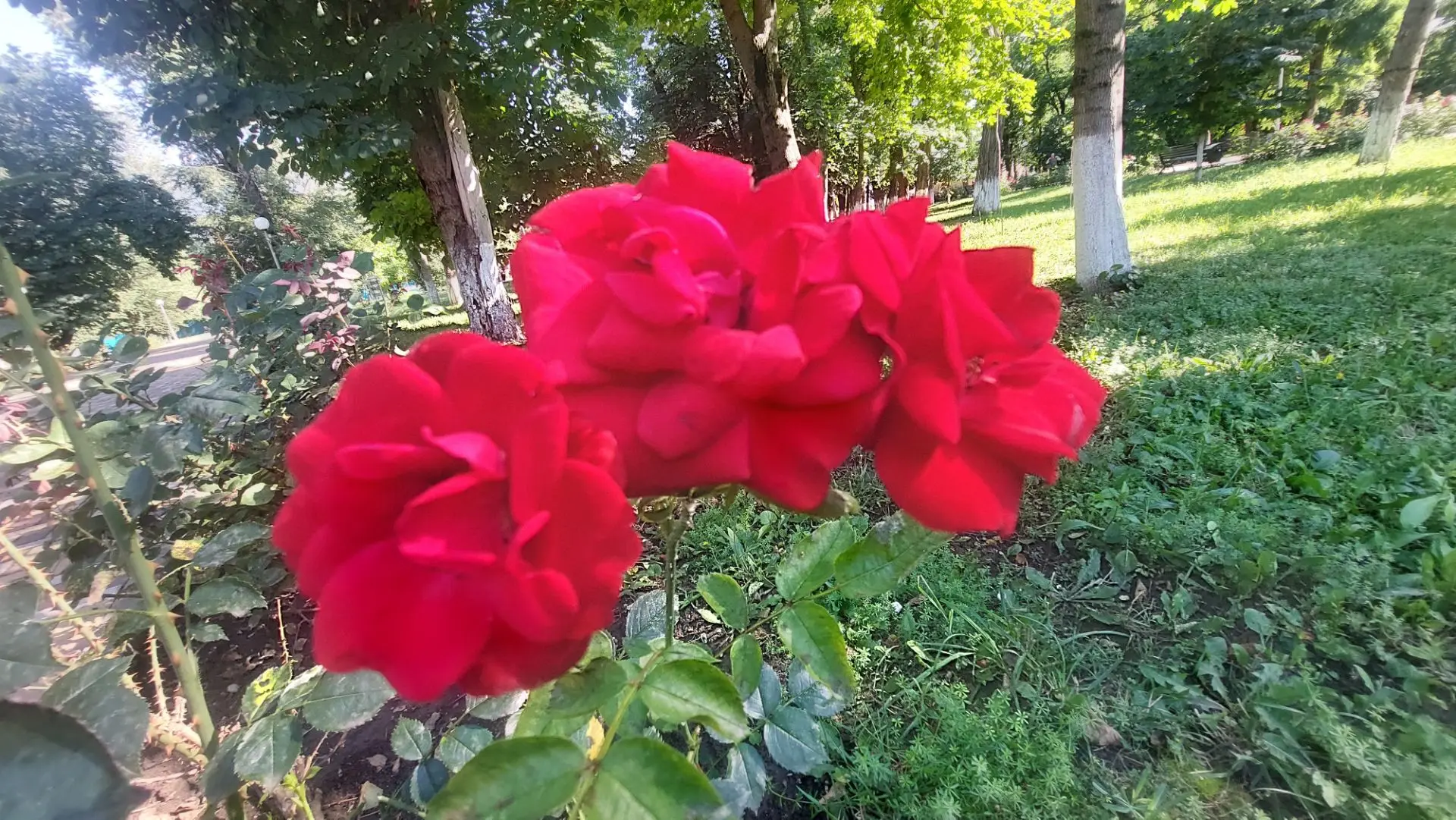 ЦВЕТОЧНАЯ ПАУЗА из кочубеевского центрального парка.