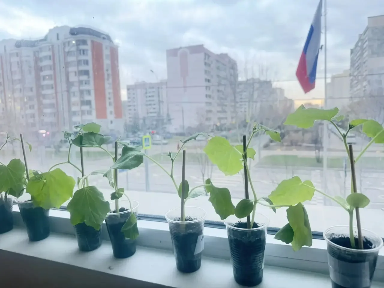 🌿 Наука, забота и добрые традиции на ул. Рудневке, д. 37!  В нашем Дворце творчества «Восточный» вов