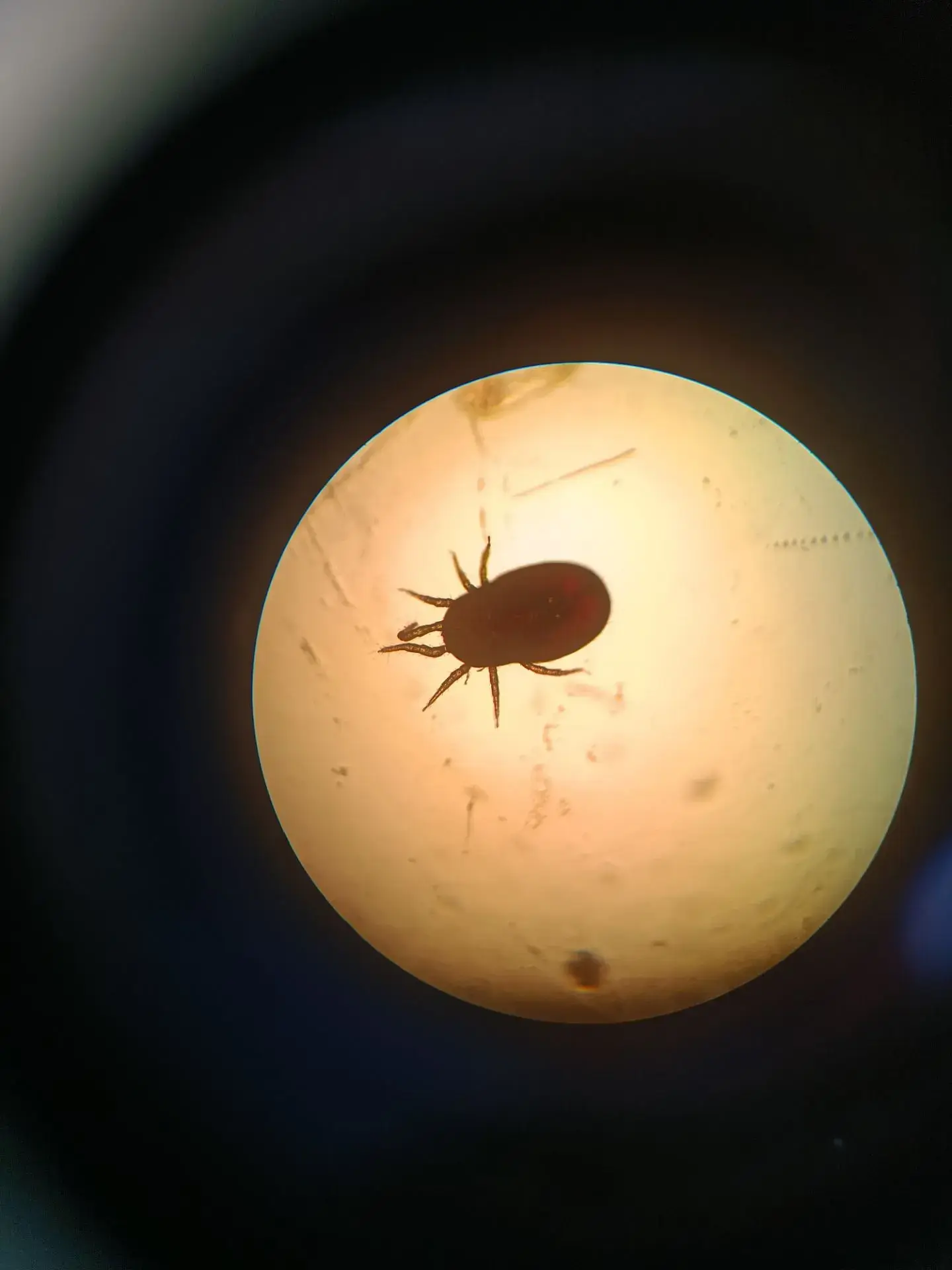Паразитические формы гамазоидных клещей Dermanyssus gallinae обнаружены диагностическим отделом ветс