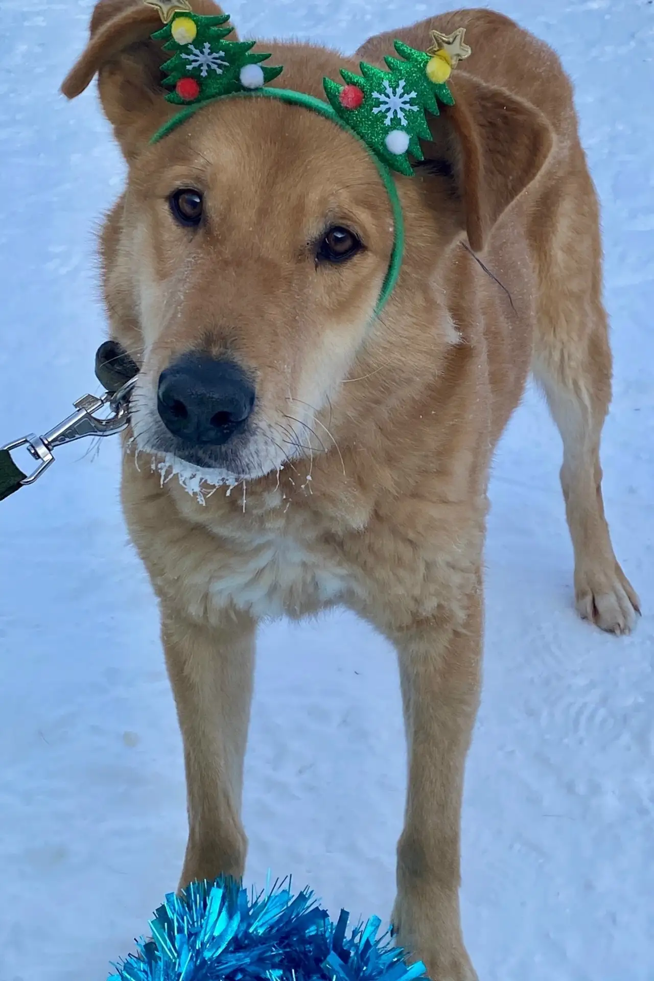 🐕 Дунай — большой малыш с золотым сердцем!
Знакомьтесь с нашим очаровательным гигантом, который, не