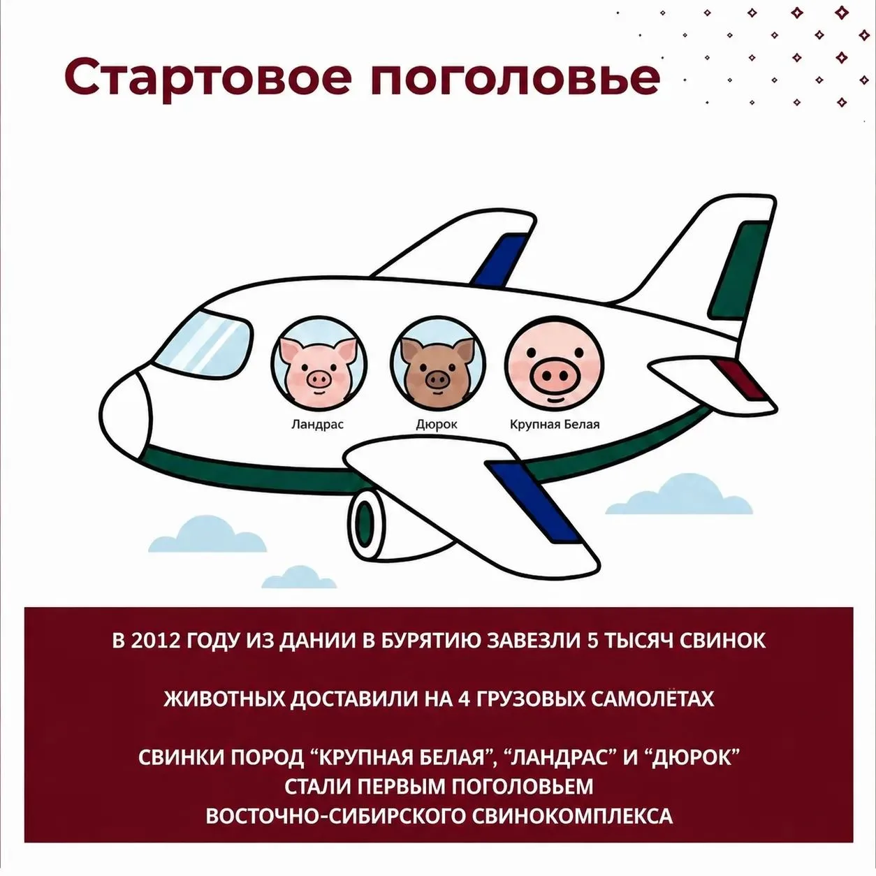 Поросячьи бои и хрюшки-чистюли: факты о свинках, которые вас удивят 🐷

За 15 лет работы в Бурятии В