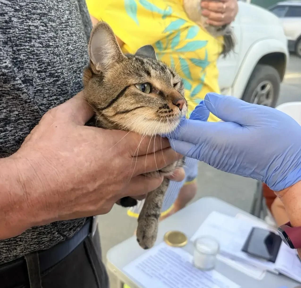 🐶🐱 22600 собак и 14200 кошек зарегистрировали в системе учета Сахалинской области