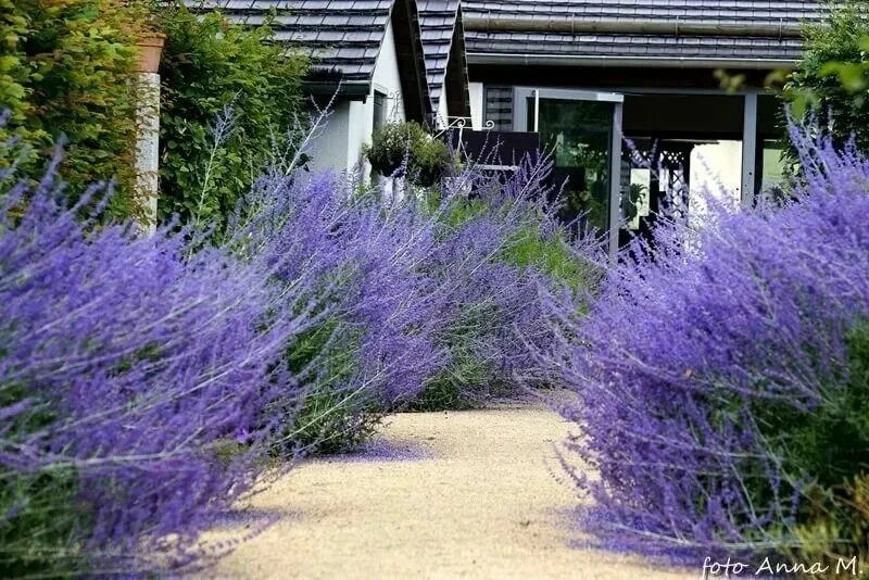 🌿 ДВА РОСКОШНЫХ СОРТА ПЕРОВСКИИ ДЛЯ СОЛНЕЧНОГО САДА 🌿
