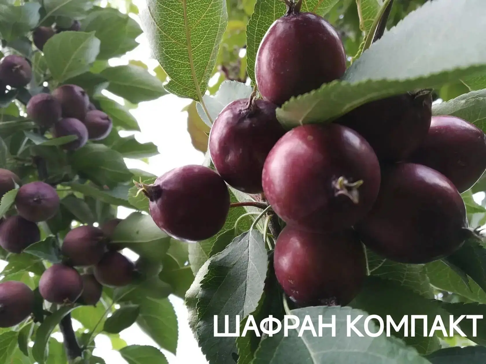 АНТОЦИАНОВЫЕ ЯБЛОКИ: ЭКЗОТИКА, ПОЛЬЗА И СКАЗОЧНАЯ КРАСОТА В ВАШЕМ САДУ