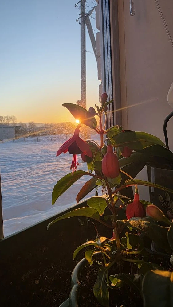 Хәерле иртәләр сезгә, дусларым! Яз кебек күңелегезгә җылылык, тормышыгызга бәрәкәт һәм ...