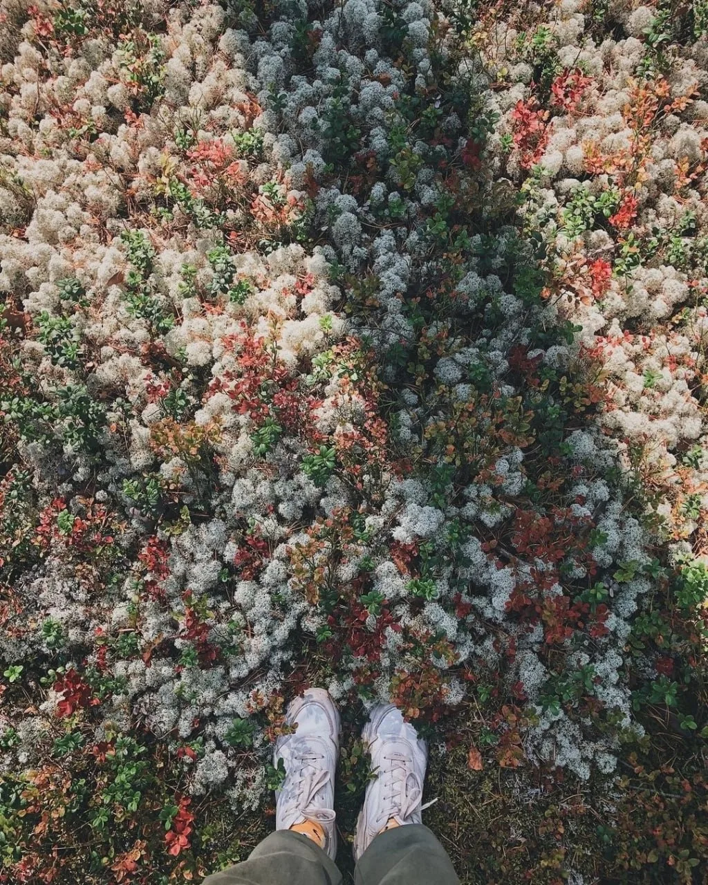 🌿🤩 Вам тоже захотелось взять корзинку и отправиться в этот прекрасный лес Красновишер...
